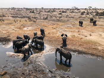 Moela Safari Lodge Moela Safari Lodge: Elefanten am Wasserloch