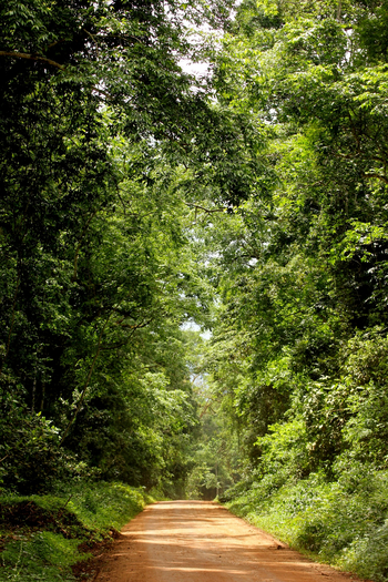 Papaya Lake Lodge: Piste durch den Park