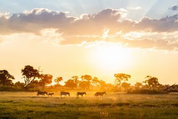 Pom Pom Camp: Zebras