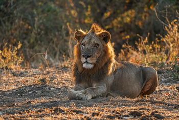 Potato Bush Camp: Löwe