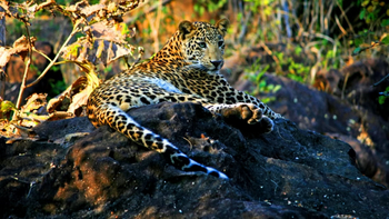 Reni Pani Jungle Lodge: Leopard
