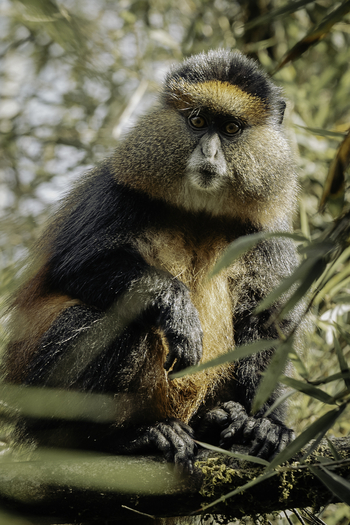 Sabyinyo Silverback Lodge: Golden Monkey