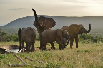 Saruni Samburu: Underground Hide