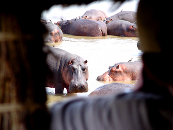 Shenton Safaris: Hippo Hide