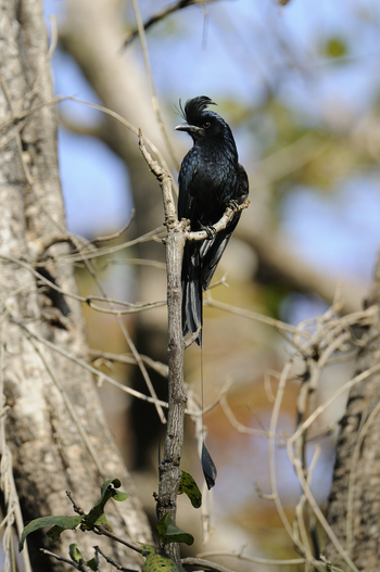 Shergarh Tented Camp: Racket-tailed Drongo