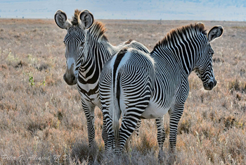 Sirikoi Lodge Sirikoi Lodge: Die schönsteZebraart