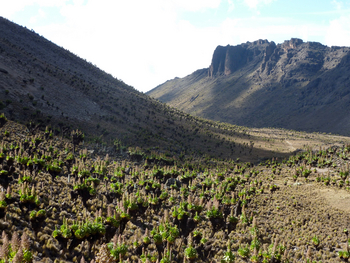 Sirikoi Lodge Sirikoi Lodge: Lobelien an den Hängen