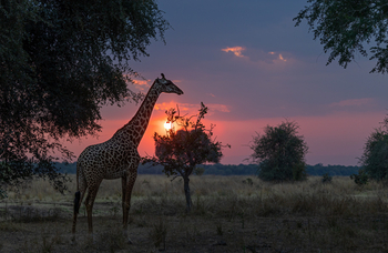 Sungani Lodge Sungani Lodge: Giraffe