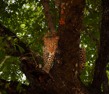 Sungani Lodge Sungani Lodge: Leopard im Baum