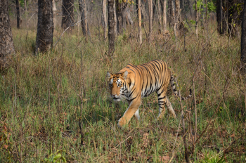 Tathastu Resort Satpura: Tiger