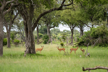 4 Rivers Camp 4 Rivers Camp: Impalaböcke