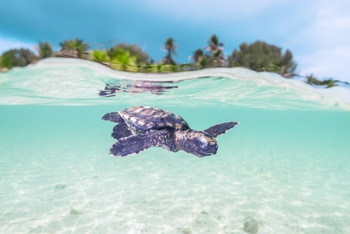Alphonse Island Lodge: Kleine Seeschildkröte
