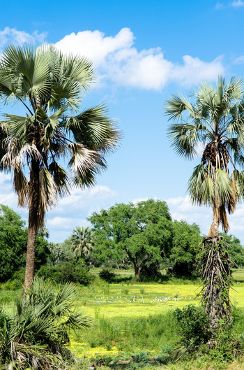 Baines River Camp: Palmen