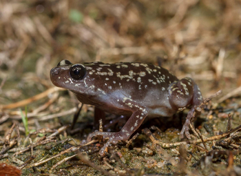 Bamboo Forest Safari Lodge: Baumfrosch