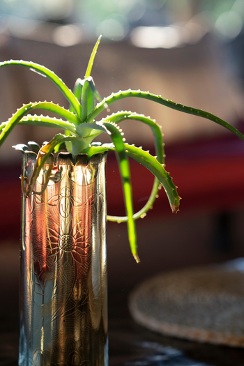 Camp Kalahari: Sukkulente