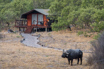 Camp Savuti: Büffel vor einem Zelt