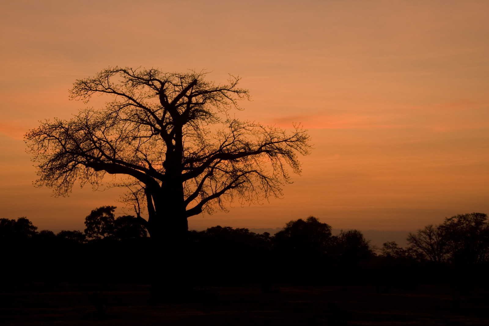 Chitake Mobile Camp Chitake Mobile Camp: Baobab