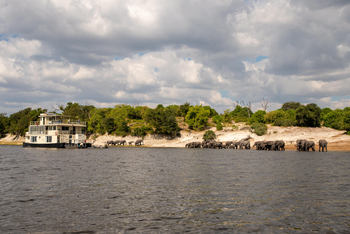 Chobe Princess: Elefantenherde