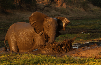 Tusk and Mane Safaris Tusk and Mane Safaris: Schlammbad