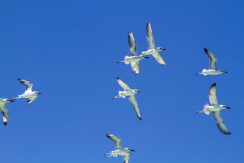 Cosmoledo Eco Camp: FGraunoddis im Flug
