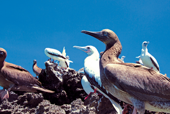 Cosmoledo Eco Camp: Verschiedene Tölpel