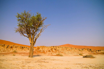 Desert Homestead Lodge Desert Homestead Lodge: Ausflug ins Sossusvlei