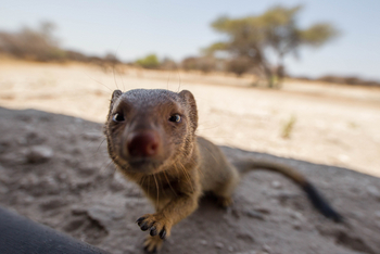 Dinaka Lodge: Neugierige Manguste