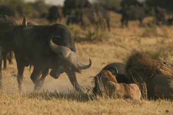 Duba Explorers Camp: Büffelattacke