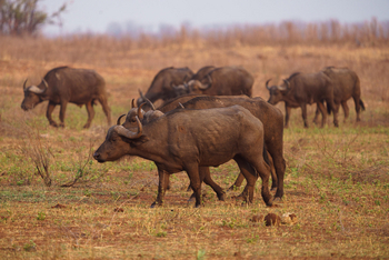 Fothergill Island: Büffel