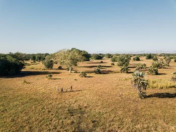 Gorongosa Safaris: Geführte Naturwanderung