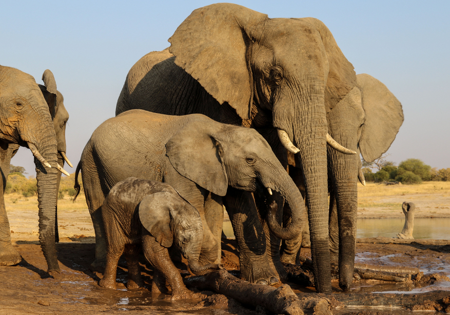 Imvelo Safaris Imvelo Safaris