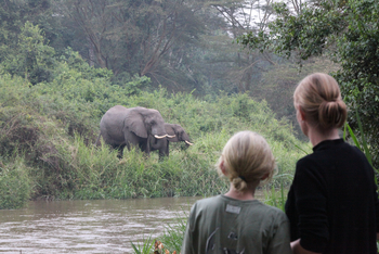 Ishasha Wilderness Camp: Elefanten