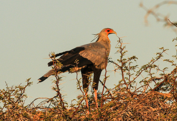 Jozibanini Camp Jozibanini Camp: Sekretär