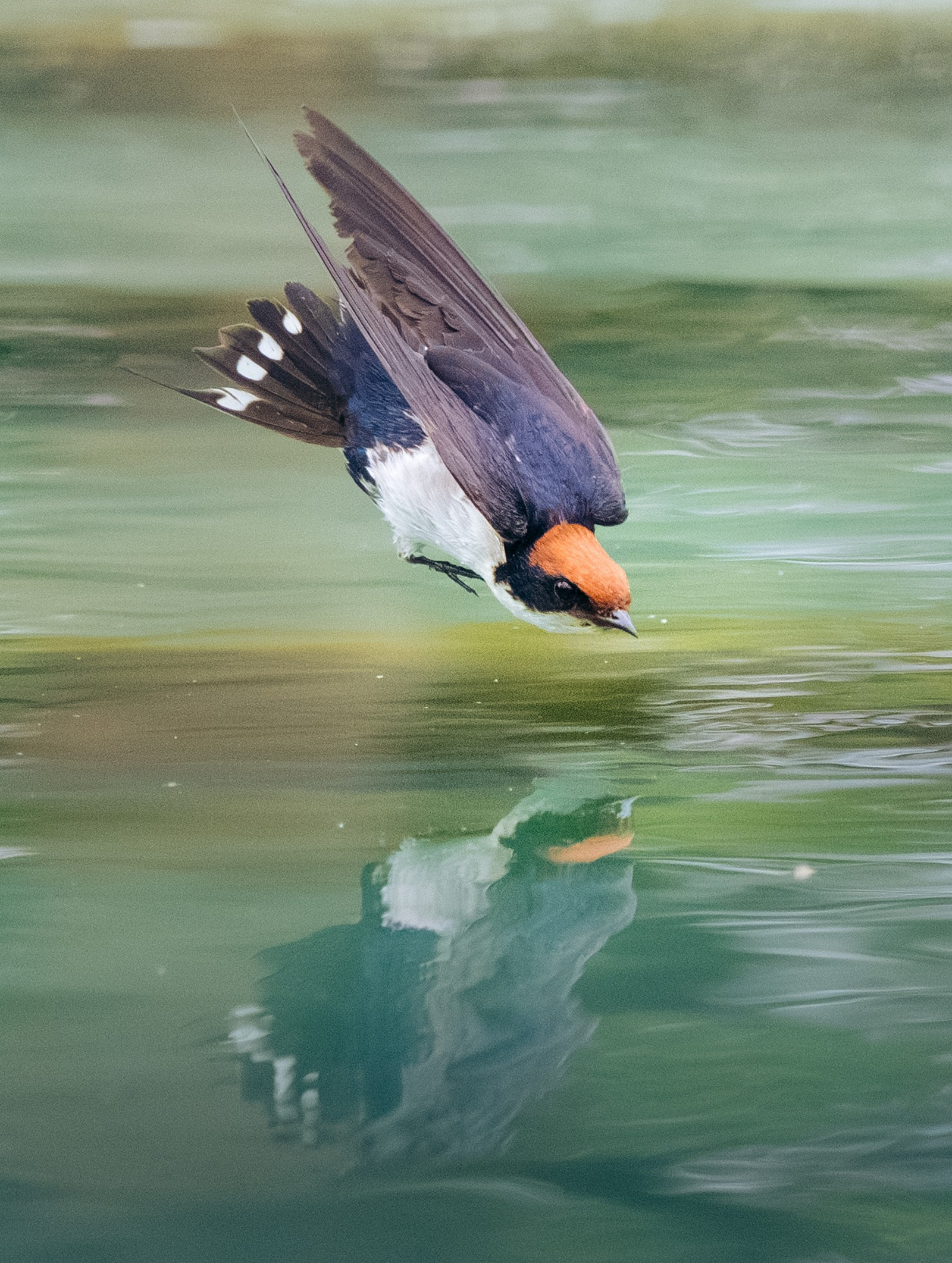 Katambuga House Katambuga House: Rötelschwalbe