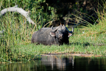 King's Pool Camp King's Pool Camp: Büffel mit Oxpeckern