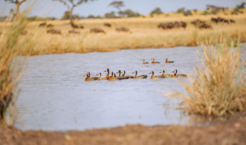 Kirawira Serena Camp: White-faced Whistling Ducks