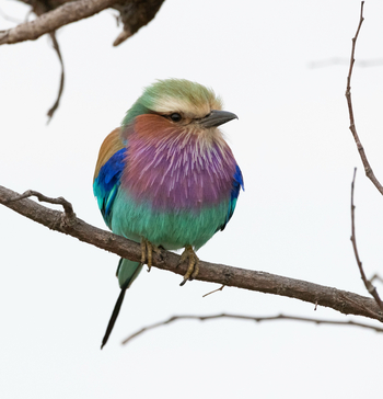 Kiri Camp: Lilac Breasted Roller