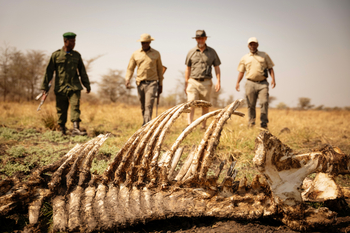 Kusini Serengeti: Gerippe