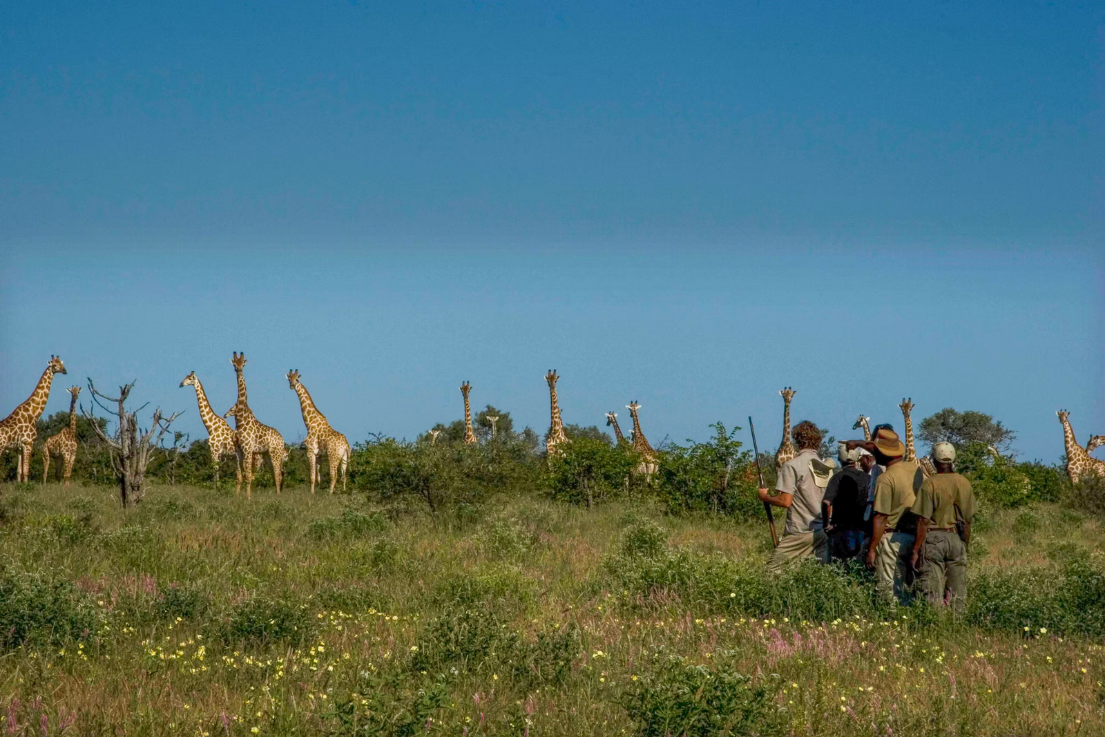 Kwapa Camp Kwapa Camp: Giraffensichtung