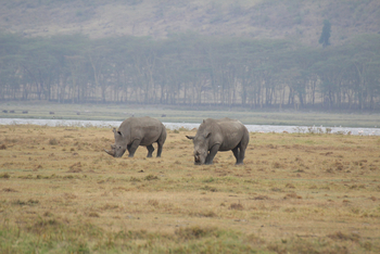 Lake Nakuru Sopa Lodge Lake Nakuru Sopa Lodge: Breitmaulnashörner