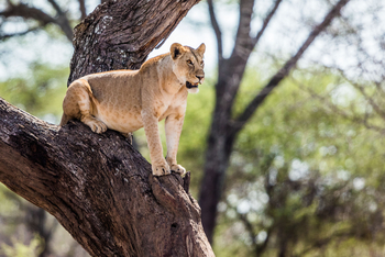 Legendary Nyasi Tented Camp: Löwin