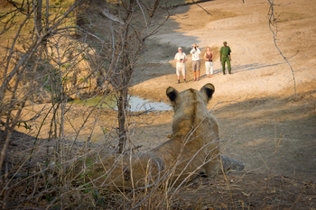 Lion Camp Lion Camp: Löwin und Safari-Gäste