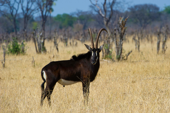 Little Makalolo Camp Little Makalolo Camp: Rappenantilope im Grasland