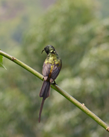 Mahogany Springs Safari Lodge: Nektarvogel