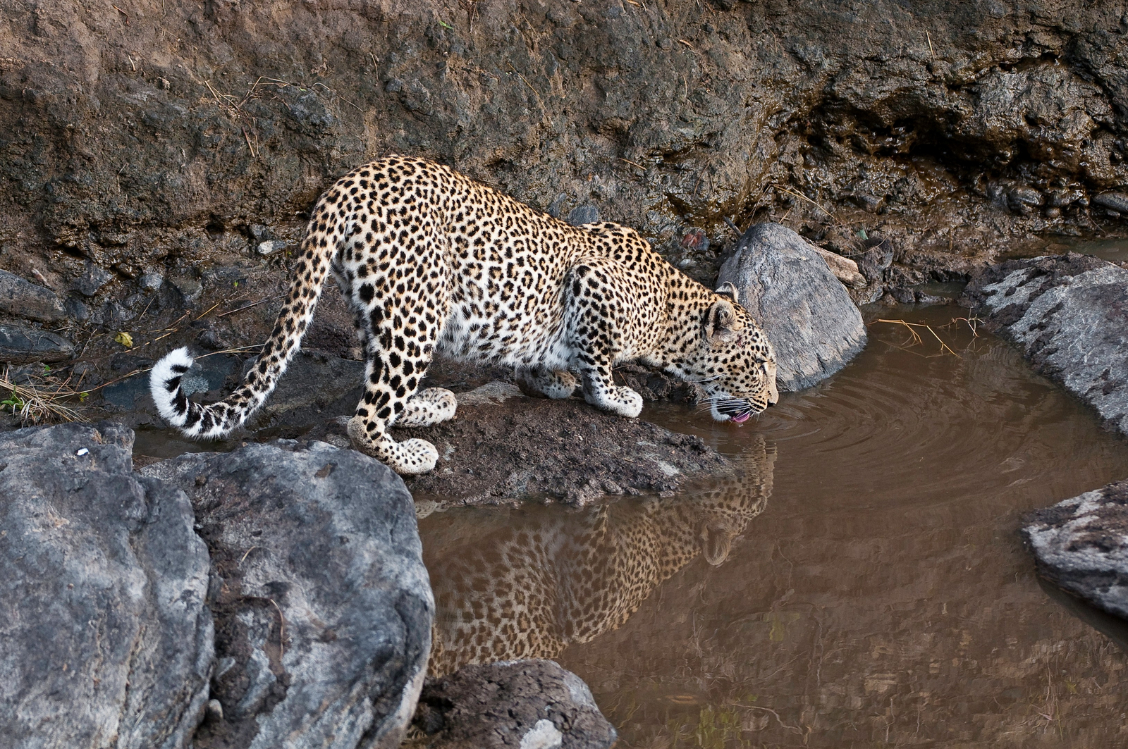 Mara Plains Camp Mara Plains Camp: Leopardenreflektion
