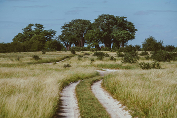 Migration Expeditions Camp Migration Expeditions Camp: Piste zu den Baines Baobabs