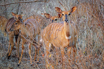 Mkulumadzi Lodge: Weibliche Nyalas