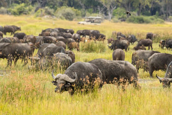 Moremi Game Reserve: Büffel aus der Nähe