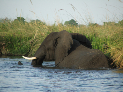 Moremi Game Reserve: Elefant im tiefen Wasser Moremi Game Reserve: Elefant im tiefen Wasser