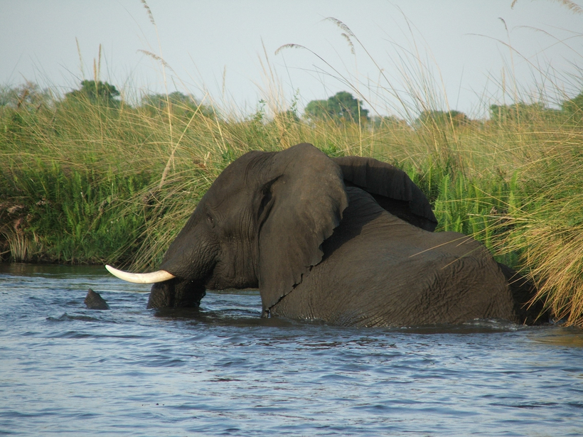 Moremi Game Reserve: Elefant im tiefen Wasser